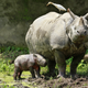 A one-horned rhino with her baby rhino.
